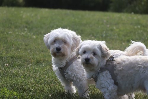 IMG 8412